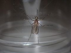 Aedes melanimon