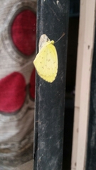 Eurema hecabe