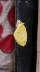 Eurema hecabe