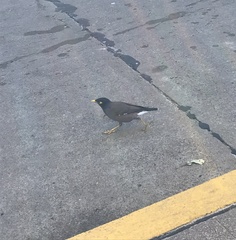 Acridotheres tristis