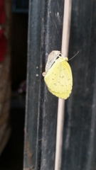 Eurema hecabe
