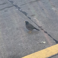 Acridotheres tristis