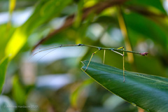 Phraortes stomphax
