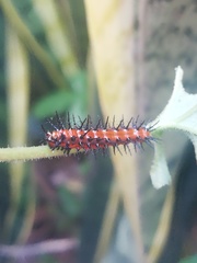 Dione vanillae incarnata