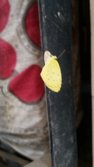 Eurema hecabe