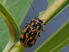 Pachybrachis sinuatus