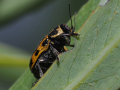 Pachybrachis sinuatus