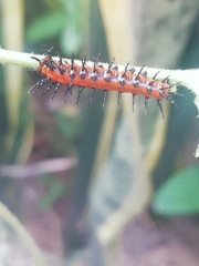 Dione vanillae incarnata