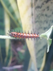 Dione vanillae incarnata