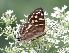 Dodona maculosa
