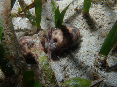 Brown Bubble Snail