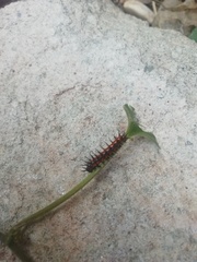 Dione vanillae incarnata