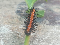 Dione vanillae incarnata