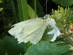 Pieris rapae