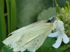 Pieris rapae