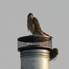 Accipiter cooperii
