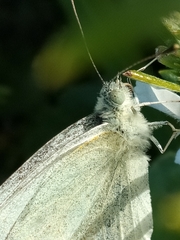 Pieris rapae
