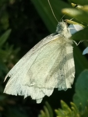 Pieris rapae