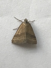 Phytometra viridaria