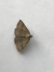 Phytometra viridaria