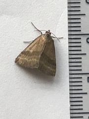 Phytometra viridaria