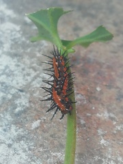 Dione vanillae incarnata