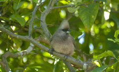 Colius striatus striatus