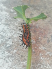 Dione vanillae incarnata