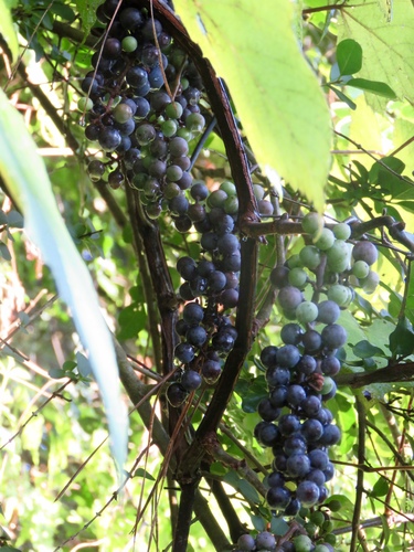 summer grape (Vitis aestivalis)