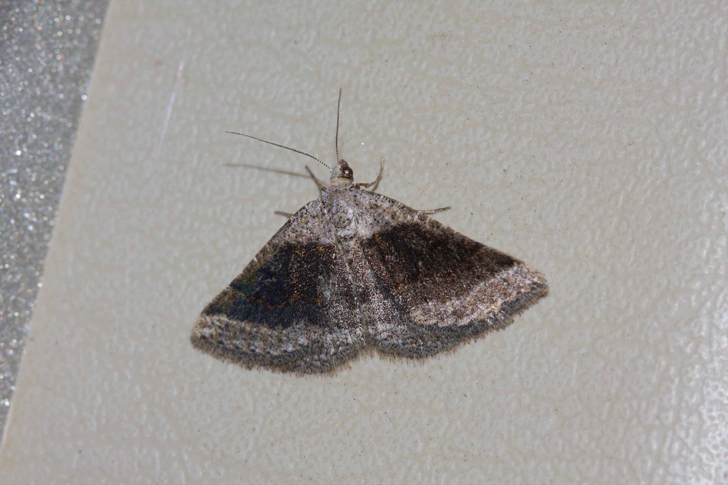 Taxeotis celidora