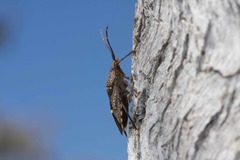 Poecilometis darwini