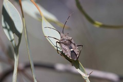 Poecilometis darwini