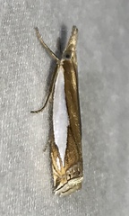 Crambus watsonellus