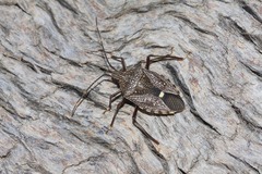 Poecilometis darwini