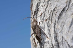 Poecilometis darwini