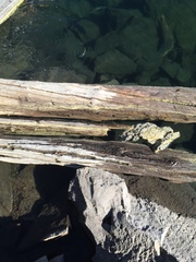 Salvelinus fontinalis