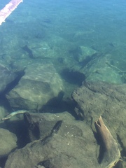 Salvelinus fontinalis