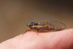 Plerapsalta incipiens