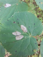 Phyllonorycter issikii
