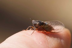 Plerapsalta incipiens