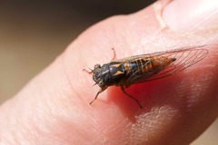 Plerapsalta incipiens