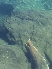 Salvelinus fontinalis