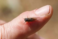 Plerapsalta incipiens