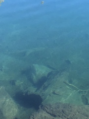 Salvelinus fontinalis