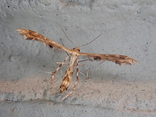 Fire-flag Plume Moth photo 2