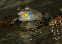 Bombina variegata pachypus
