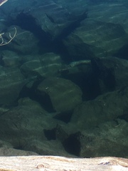 Salvelinus fontinalis