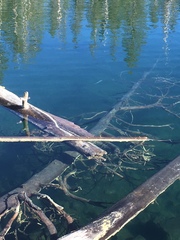 Salvelinus fontinalis