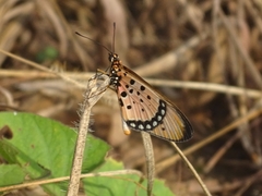 Acraea caecilia