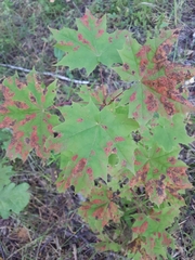 Asteromella platanoidis
